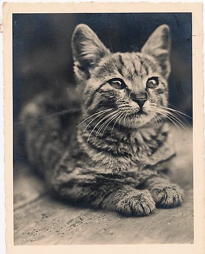Vintage gray cat representing the cats found in New York newspaper archives