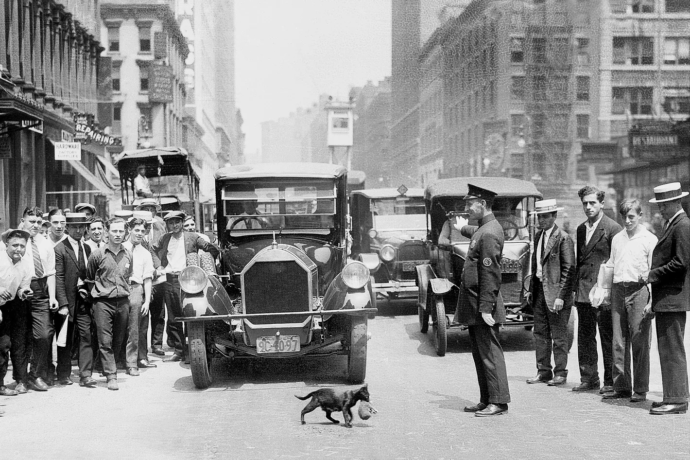 Vintage NYC photo of a cat stopping traffic on a busy street
