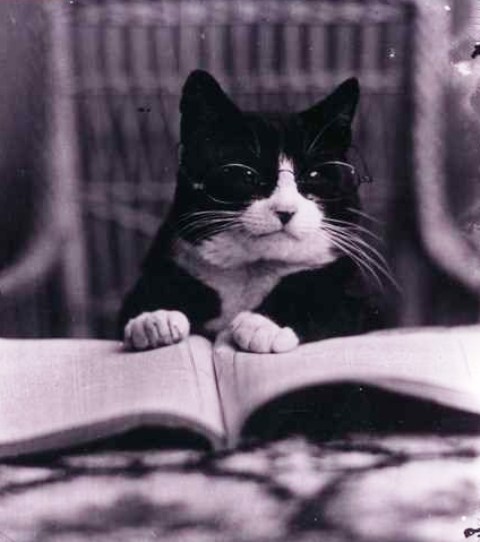 The Missing History of Brooklyn Borough Hall: Why We Launched a Petition to Honor a Cat - NYC cat history story