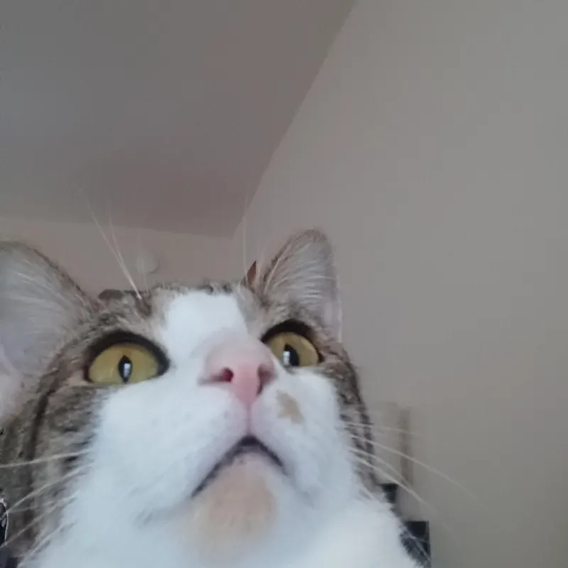 Cat photo from tour community