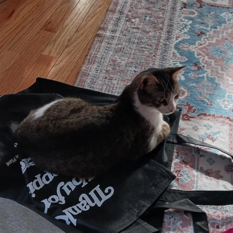 Cat photo from tour community