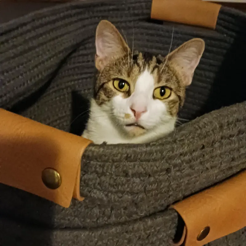 Cat photo from tour community