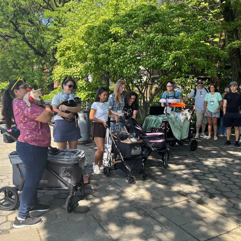 Cat stroller gathering in NYC park