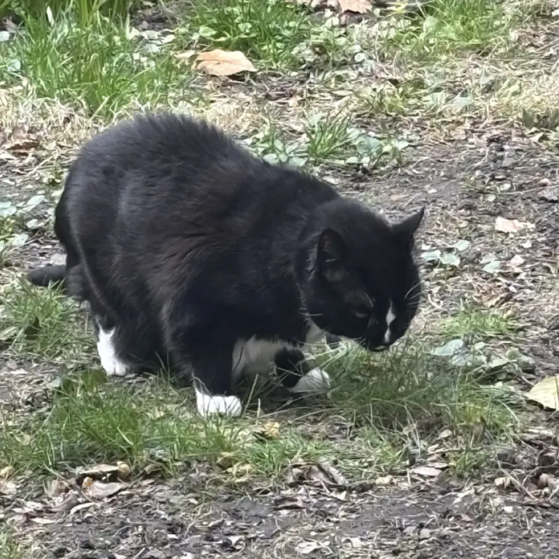Cat photo from tour community