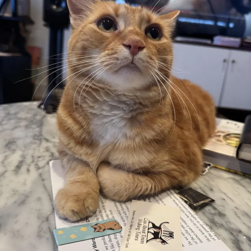 Cat photo from tour community