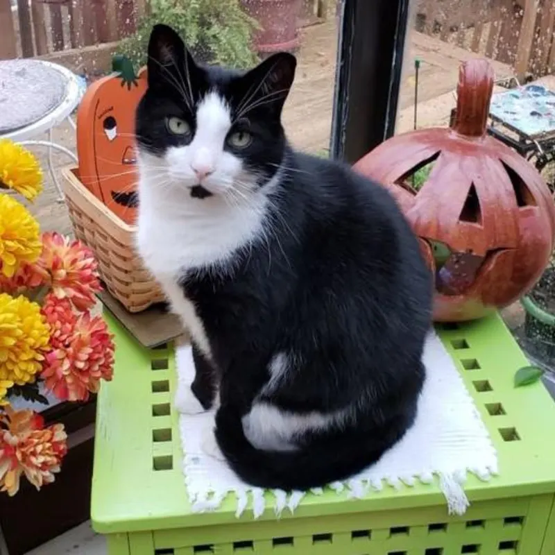 Cat photo from tour community