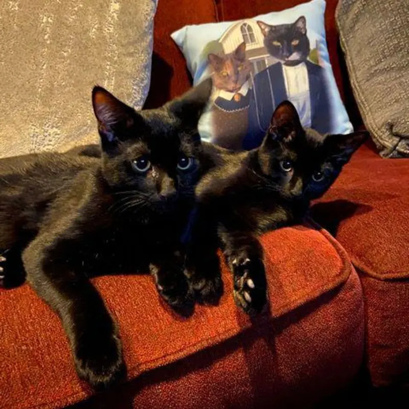 Cat photo from tour community