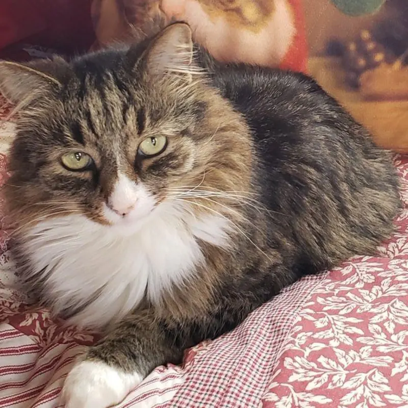 Cat photo from tour community