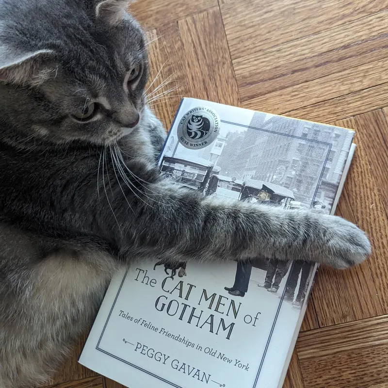 Cat photo from tour community