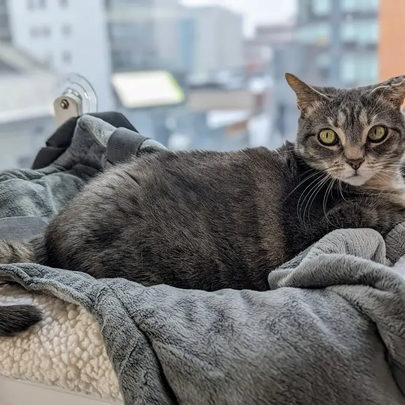 Cat photo from tour community