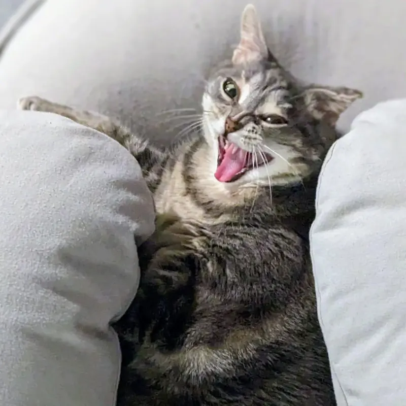 Cat photo from tour community