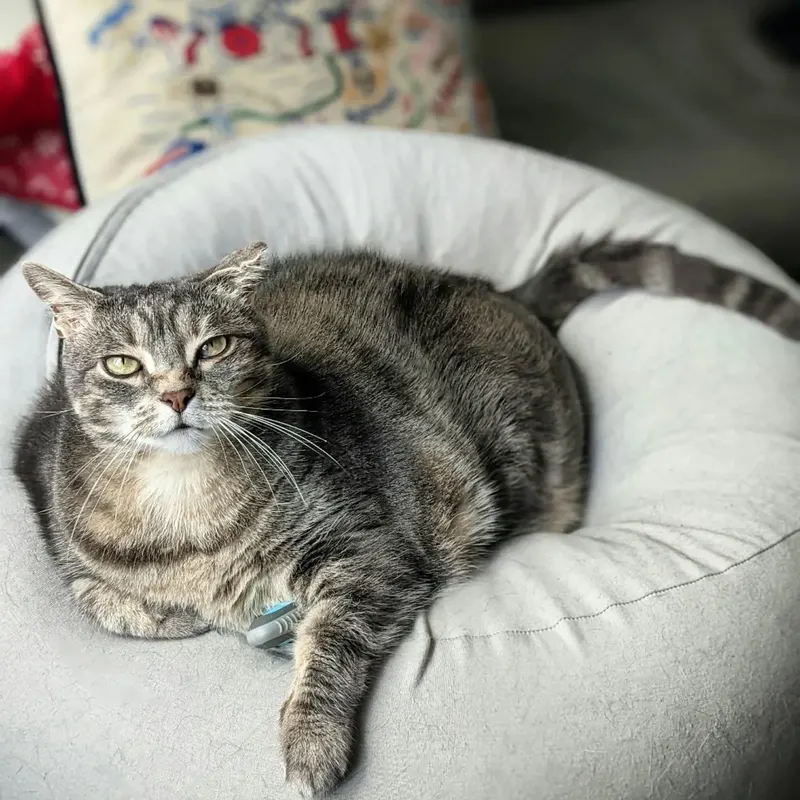 Cat photo from tour community
