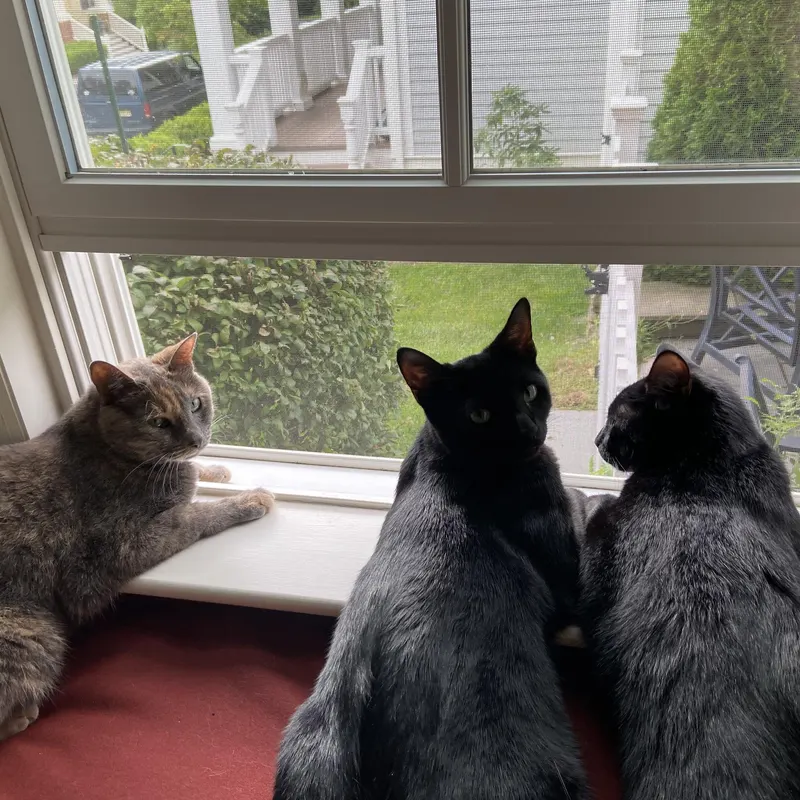 Cat photo from tour community