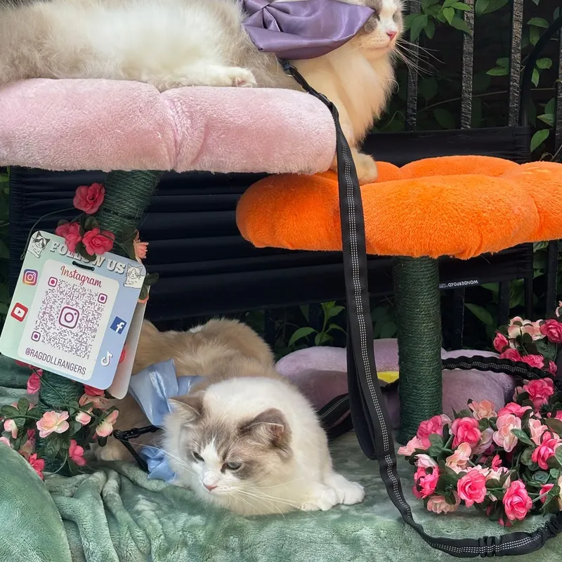 Cats on colorful perches at community cat location