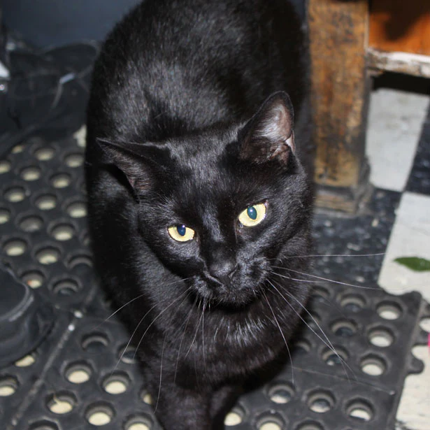 Molly, the black shop cat from Myers of Keswick