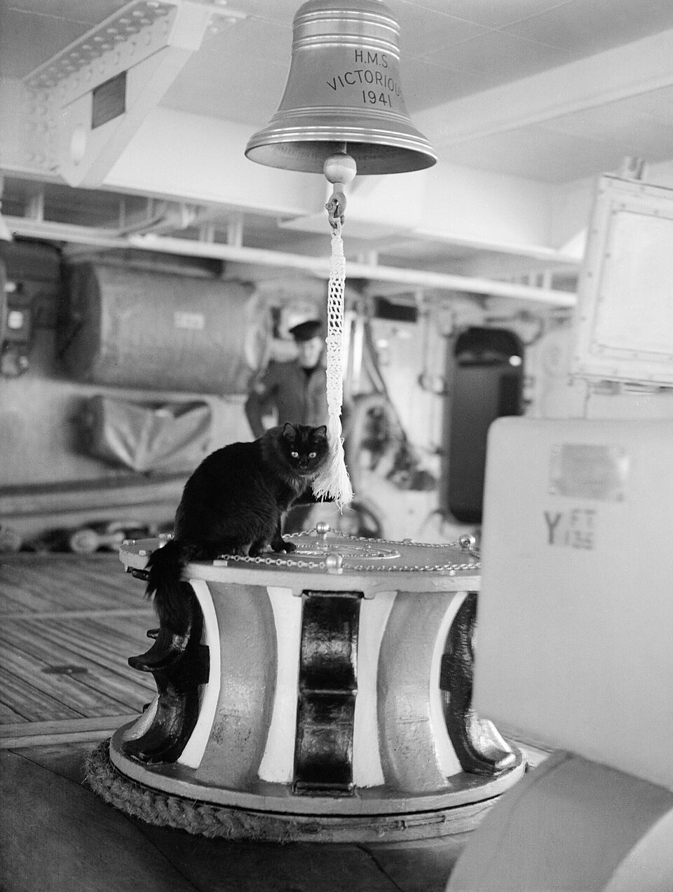 A ship's cat at its post
