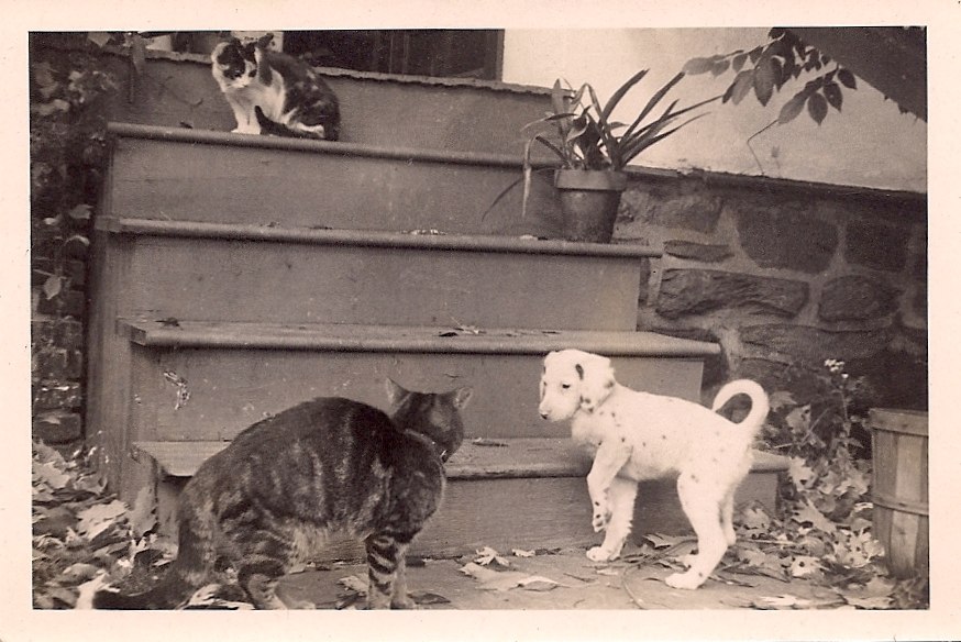 1899: The Anti-Cat Club and the Catastrophic Cat Fight at the Windermere Apartments - Cats About Town Tours