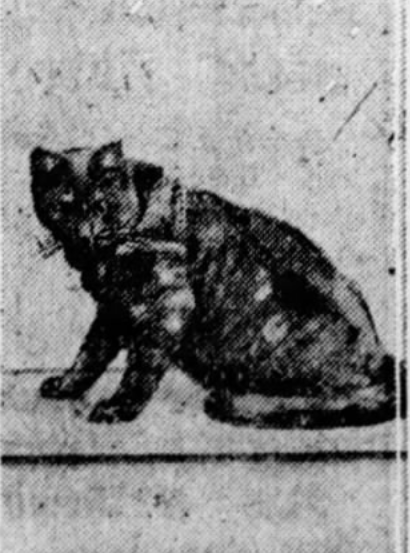 1922: Bill, the Champion Mouser of the Flatbush Post Office - Cats About Town Tours