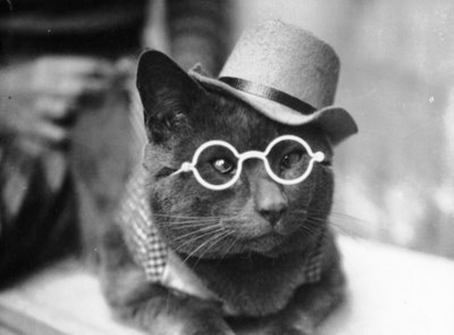 1893: The Tombs’ Black Cat That Befriended Prisoners on Murderers’ Row