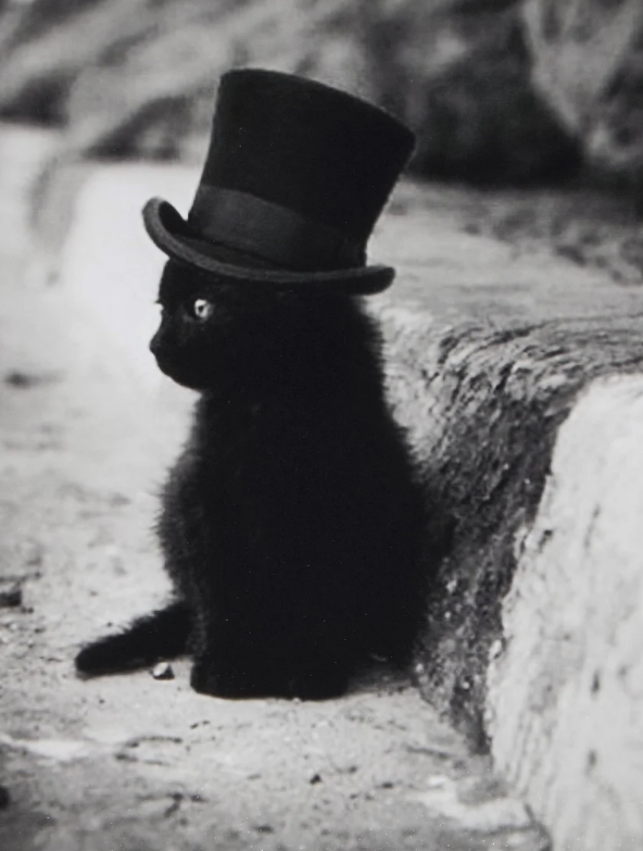 The Black Cats of Brooklyn Baseball (1927 & 1951) - Cats About Town Tours