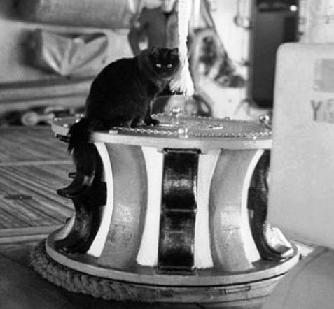 1900: The Brave and Brawny Black Cats of the Brooklyn Navy Yard - Cats About Town Tours