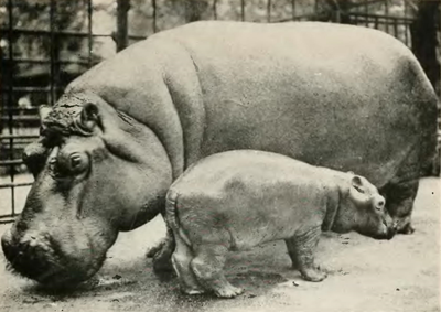 1914: Caliph Murphy II, the Hippo That Saved the Central Park Lion House