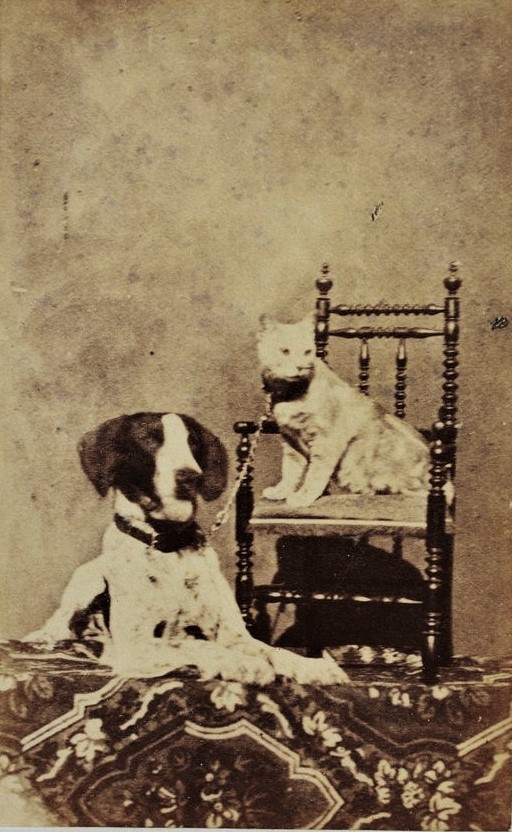 1879: Spitz and the Coin-Laden Cats and Dogs on East Broadway in the Lower East Side - Cats About Town Tours
