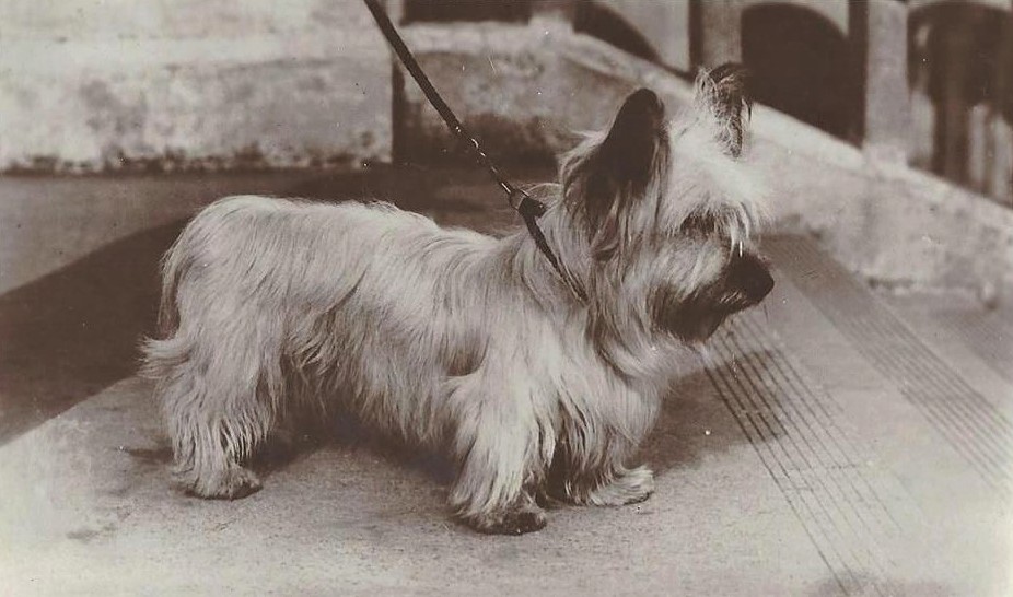1888: Cozey Bell, the Skye Terrier Almost Buried at Woodlawn Cemetery, Bronx