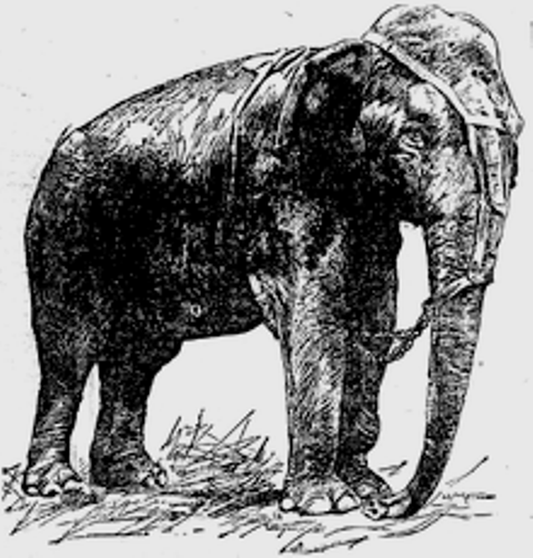 1903: Topsy, the Elephant Electrocuted by Thomas Edison at Coney Island’s Luna Park - Cats About Town Tours