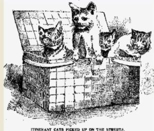 1904: The 80-180 Felines of Caroline Ewen, the Wealthy Cat Lady of East Harlem
