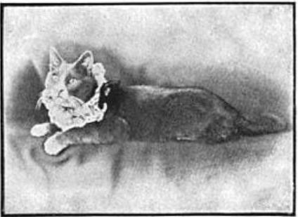 1886: General Muff, the Sophisticated Literary Cat of New York’s Upper East Side