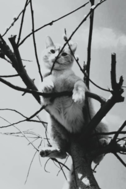 1908: Haggerino the Harlem Tramp Cat of West 115th Street