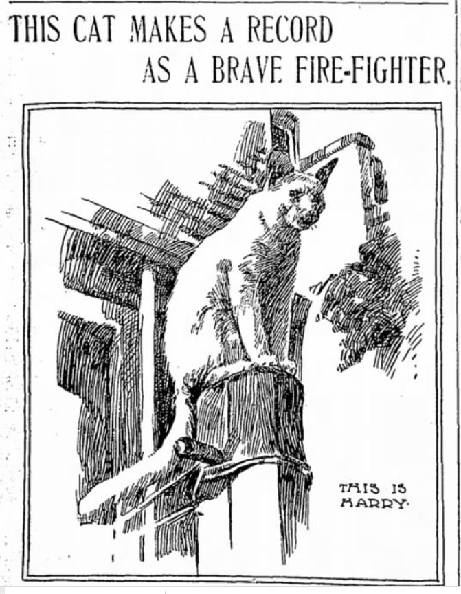 1899: Harry Cat, the Lazy, Husky Hero of Remsen Street in Brooklyn Heights - Cats About Town Tours