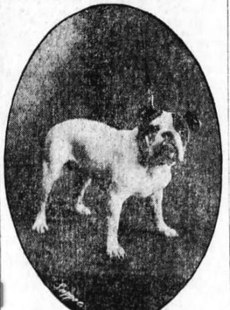 1908: Kingsley Swan and Yankee Stone, His Champion Bulldog Murdered in Brooklyn