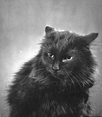 1927: Ranger I and Ranger III, the Mascot Cats of the New York Rangers Hockey Team - Cats About Town Tours