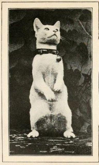 1884: Mutilator and the Legendary Newspaper Office Cats of The Sun