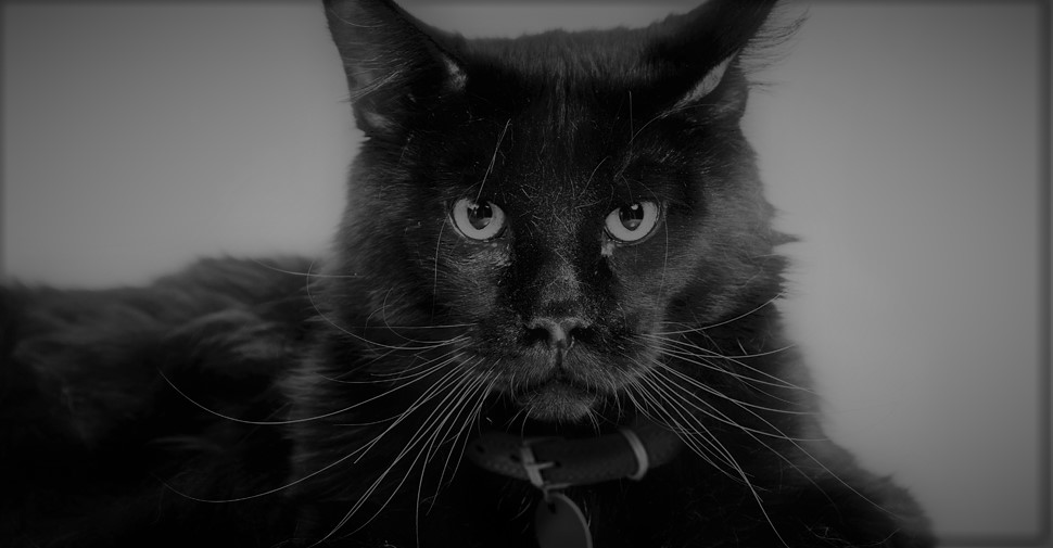 1894: Dan, the Miraculous Shrinking Cat of FDNY Engine Company 40