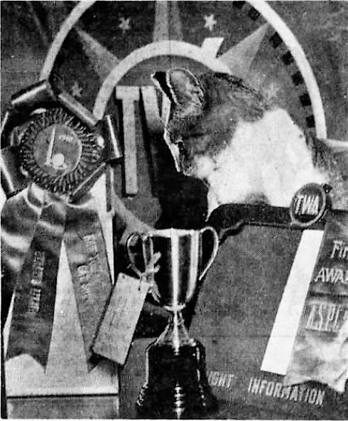 1940: Strato Lizzie, the Mascot Cat of the TWA Pilots at NYC’s LaGuardia Airport - Cats About Town Tours